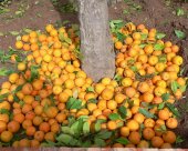 oranges-du-Maroc.jpg