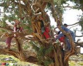 arbre-aux-enfants-amazigh-trekking-au-maroc.jpg