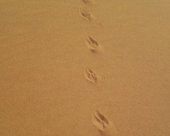 traces-de-gazelles-desert-marocain.jpg