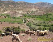 pastoralisme-bougmez-maroc-.jpg