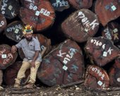 Frères des arbres, film en compétition