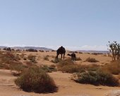 chamelle et son petit désert mhamid maroc.jpg