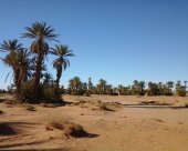 dans-les-oasis-d-ouled-driss.jpg