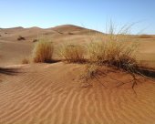 vegetation-du-desert-marocain.jpg