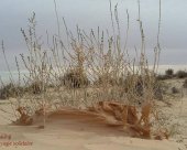 les-sculptures-du-vent-desert-tunisien.jpg