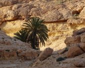 Oasis désert tunisien Amazigh Trekking.jpg