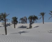 Palmeraie désert blanc désert tunisien Amazigh Trekking.JPG