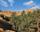 Palmeraie de Tozeur désert tunisien Amazigh Trekking.jpg