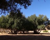 Pause sous les oliviers désert tunisien Amazigh Trekking.jpg